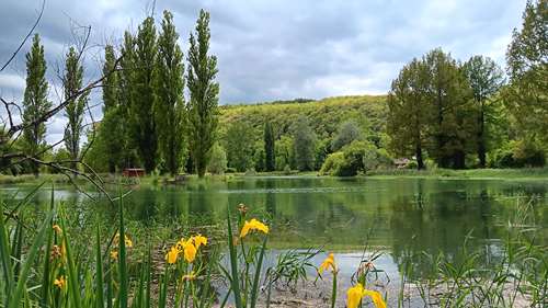 etang et fleur