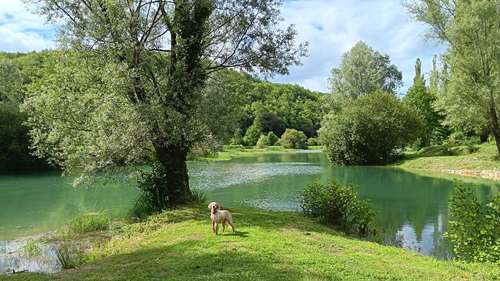 etang et chien